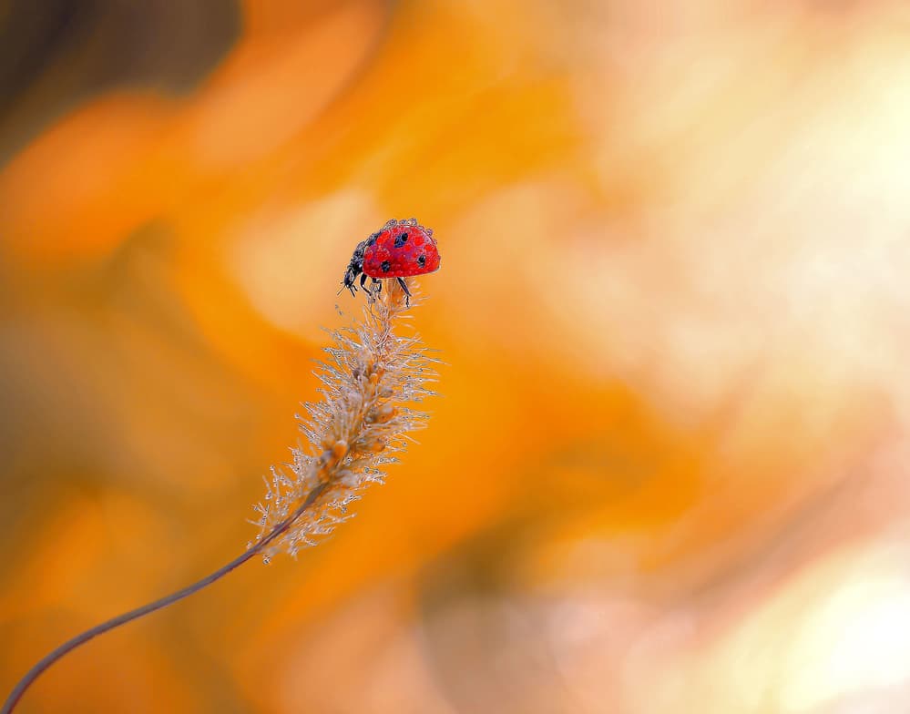 Ladybug in Orange Glow by Thierry Dufour — canvas wall art