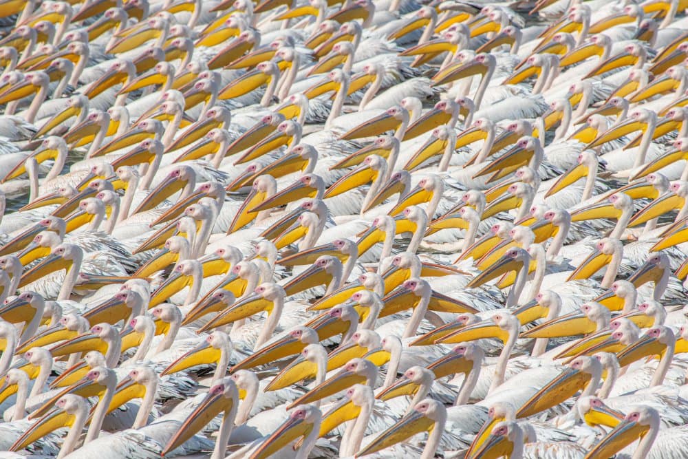 Dense Pelican Flock by Natalia Rublina — canvas wall art
