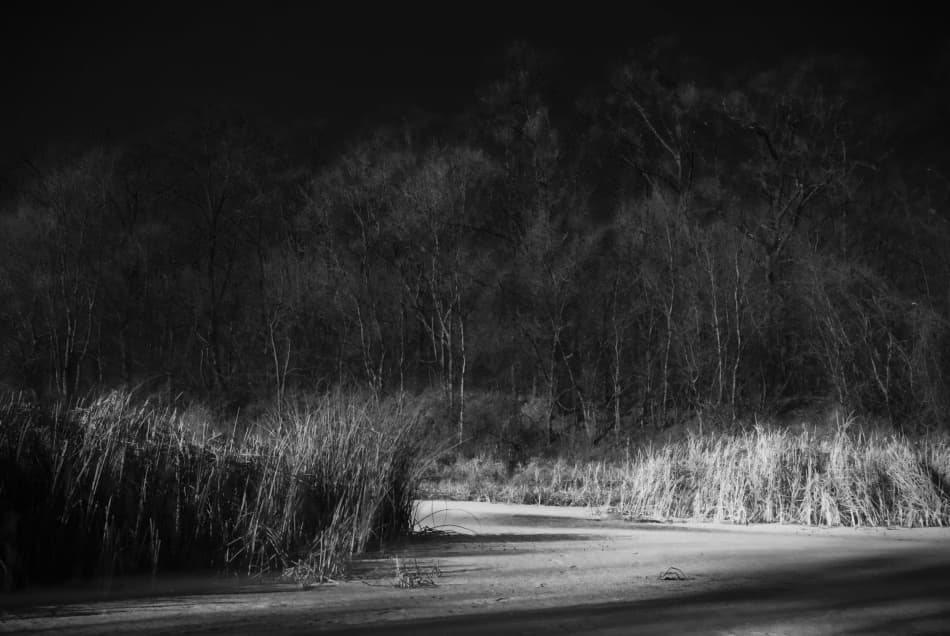 Moody Winter Wetlands by Codrin Lupei — canvas wall art