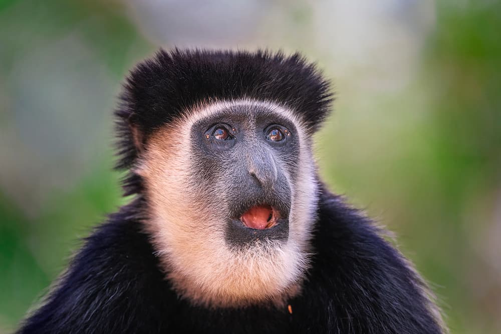 Surprised Colobus Monkey by Annie Poreider — canvas wall art