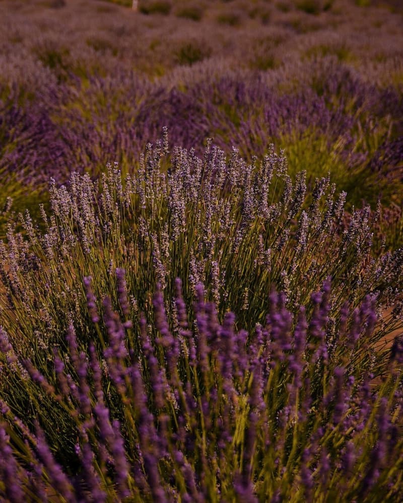 Endless Lavender Field by Del Mundo Imagery — canvas wall art