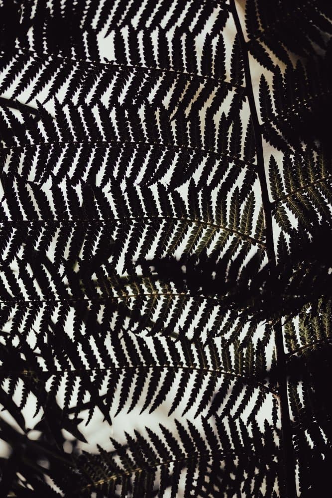 Dark Fern Silhouette by Pictufy Studio III — canvas wall art