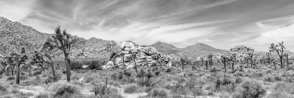 Joshua Tree Desert Panorama by Melanie Viola — canvas wall art