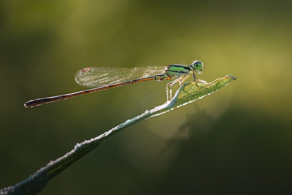 Tranquil Green Damselfly by Atul Saluja — canvas wall art
