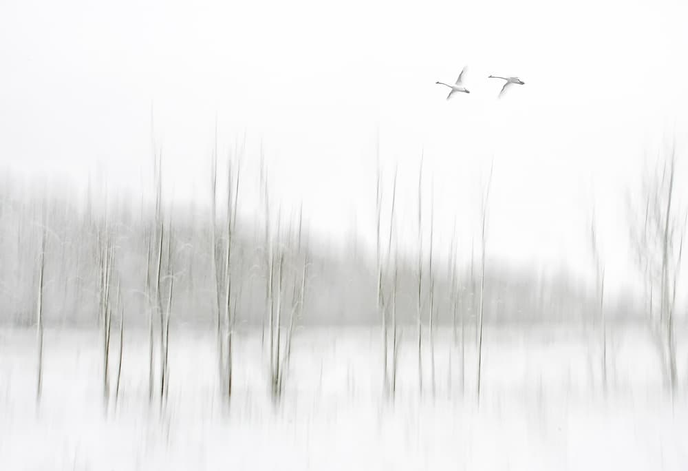 Serene Winter Flight by Lou Urlings — canvas wall art