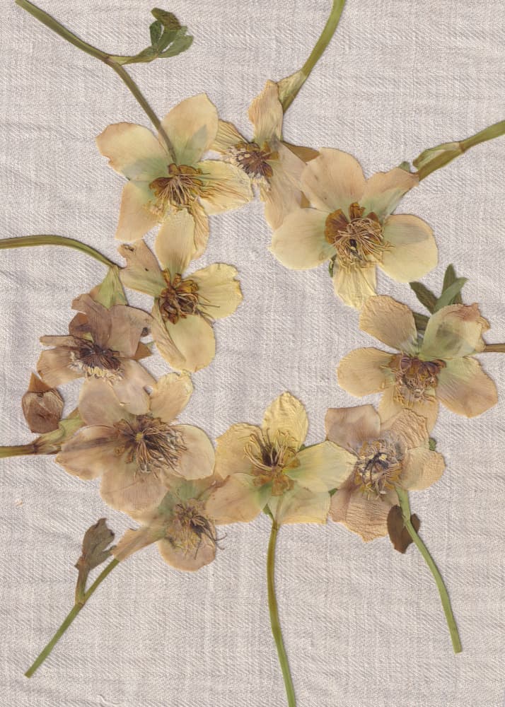 Pressed Flower Wreath by Maira Ribena — canvas wall art