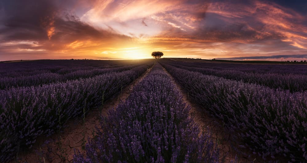 Vibrant Lavender Sunset by Jorge Ruiz Dueso — canvas wall art