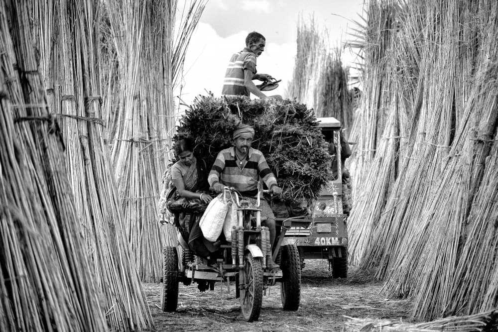 Jute Harvest Workers by Avishek Das — canvas wall art