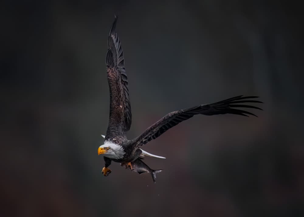 Powerful Eagle Catch by Hanping Xiao — canvas wall art