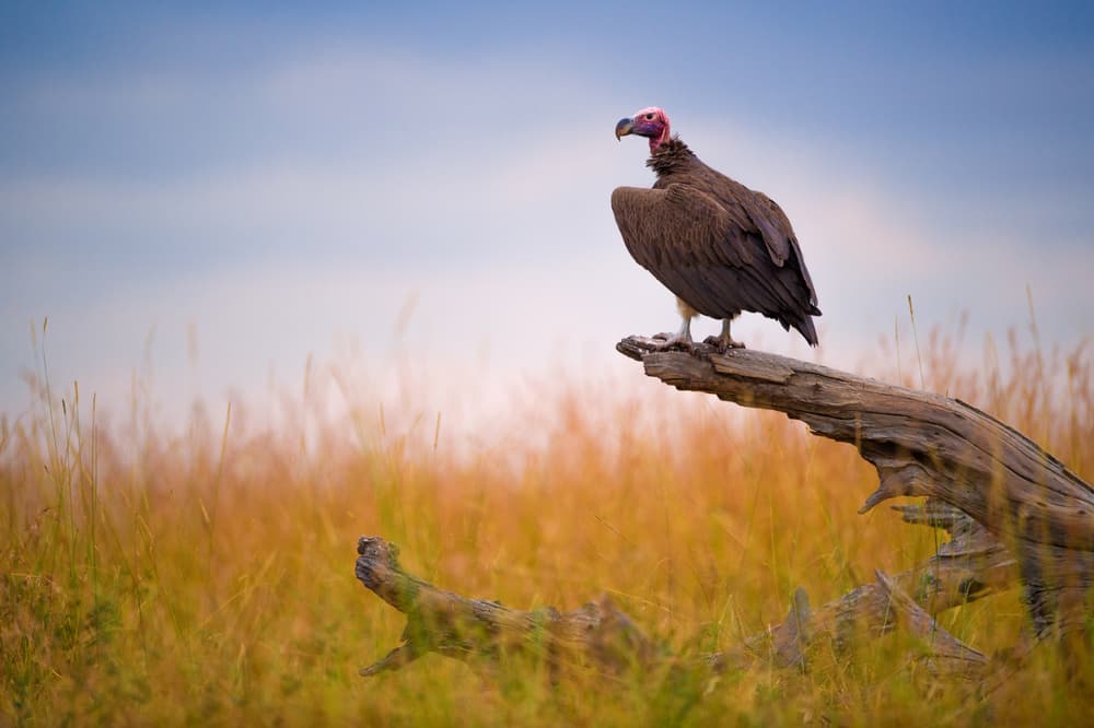 Red Headed Vulture Perched by Mohammed Alnaser — canvas wall art