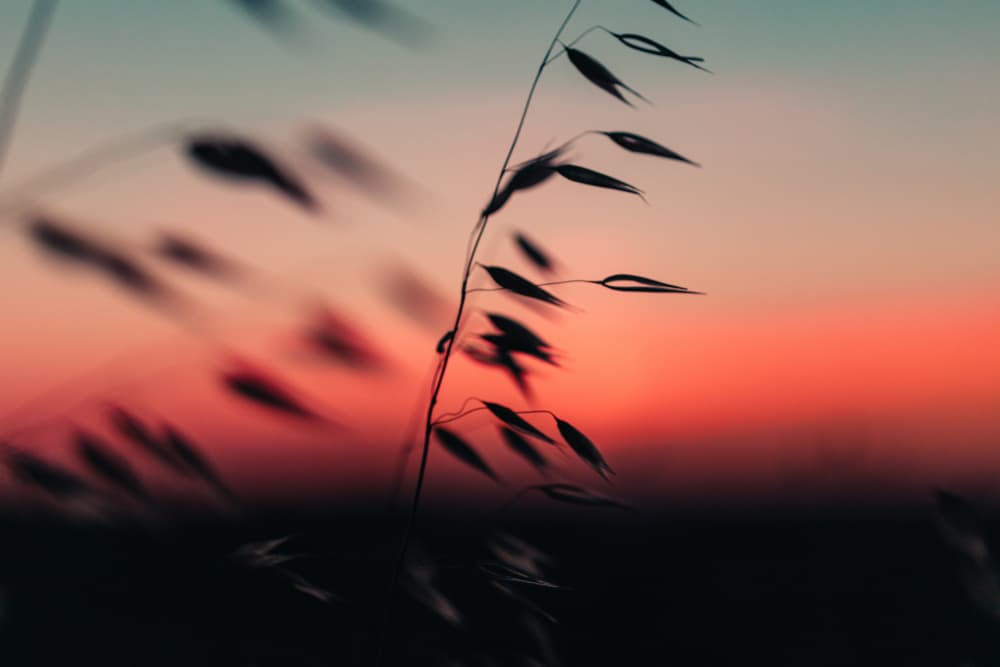 Peaceful Sunset Silhouette by Javier Pardina — canvas wall art