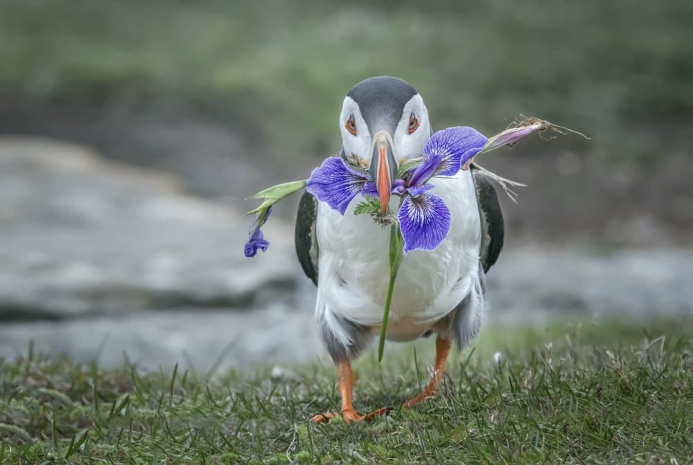 Puffin With Purple Flower by Larry Deng APA — canvas wall art