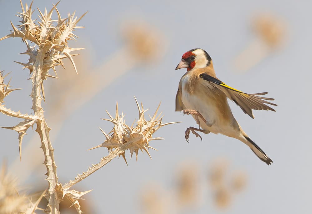 Goldfinch Thistle Flight by Shlomo Waldmann — canvas wall art