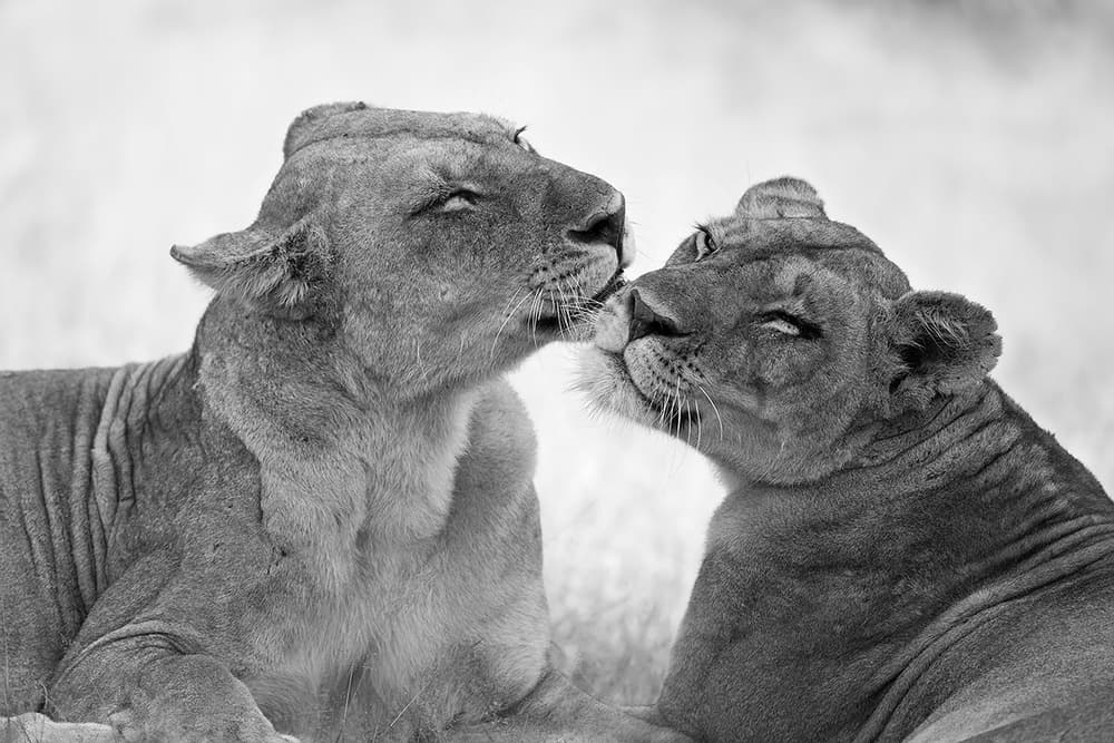 Lionesses Warm Bond by Marco Pozzi — canvas wall art