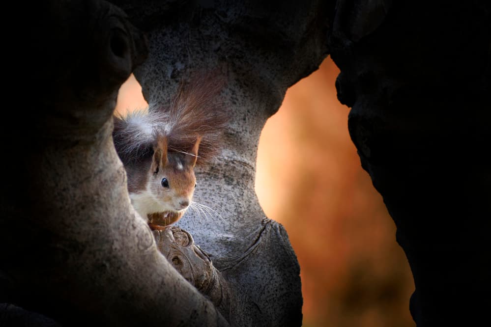 Peeking Red Squirrel by Xavier Garci — canvas wall art