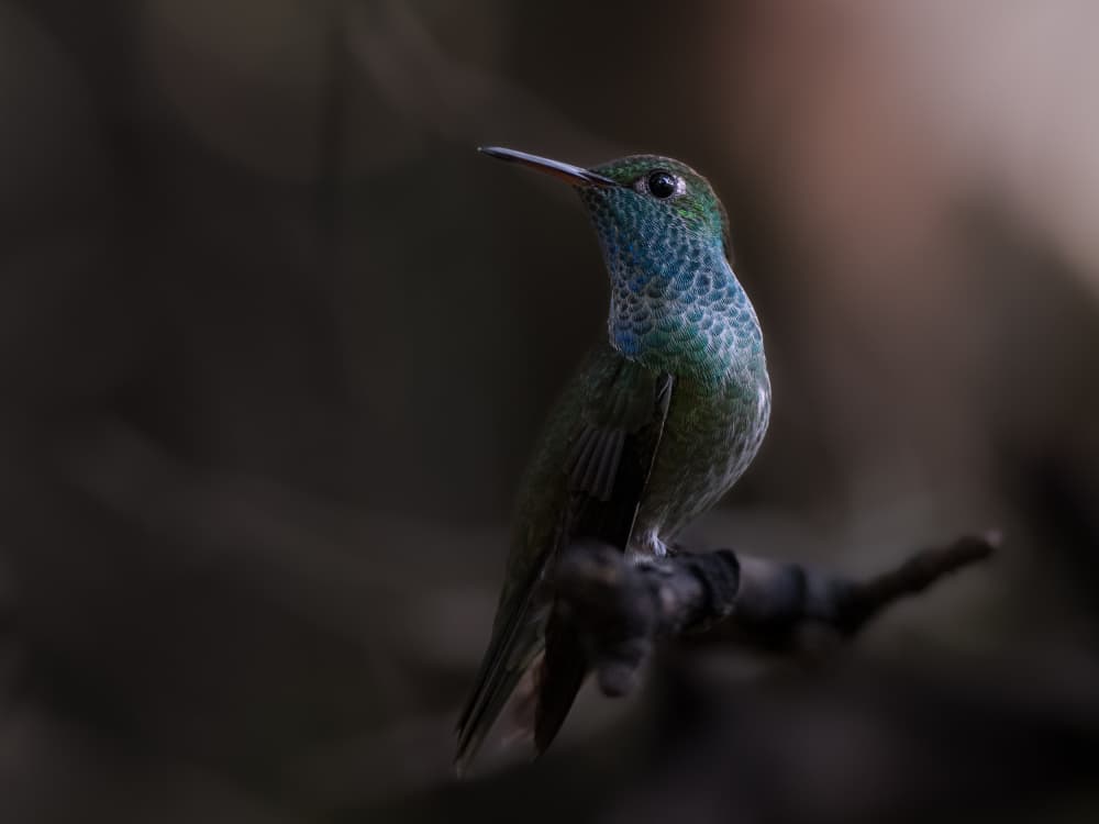Shimmering Blue Hummingbird by Patrick Dessureault — canvas wall art