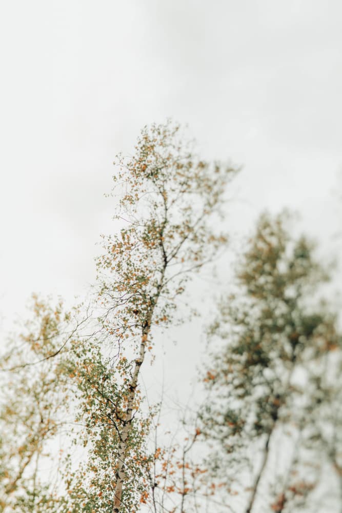 Soft Birch Tree Tops by Olivia Joy StClaire — canvas wall art