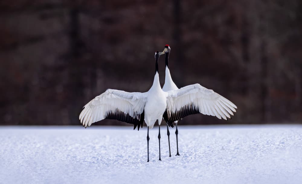 Winter Crane Dance by Joanna W — canvas wall art