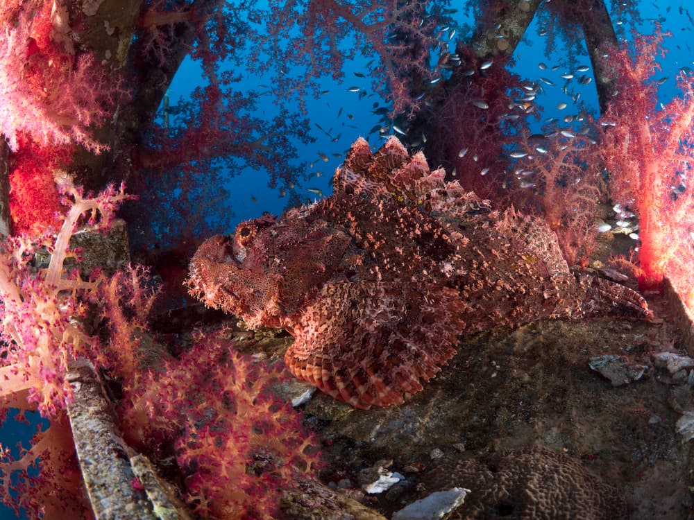 Stonefish and Soft Coral by Ilan Ben Tov — canvas wall art