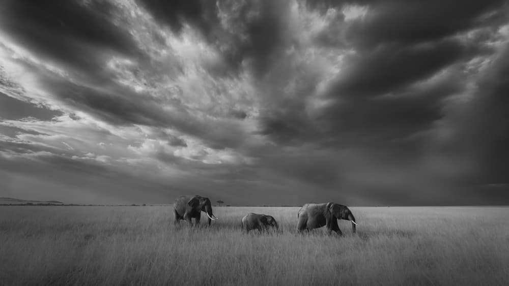 Elephants Under Stormy Sky by Yang Jiao — canvas wall art