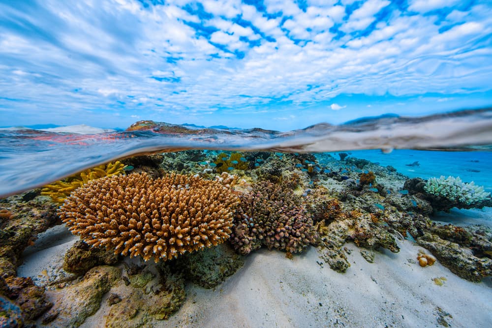 Tropical Coral Reef Horizon by Barathieu Gabriel — canvas wall art