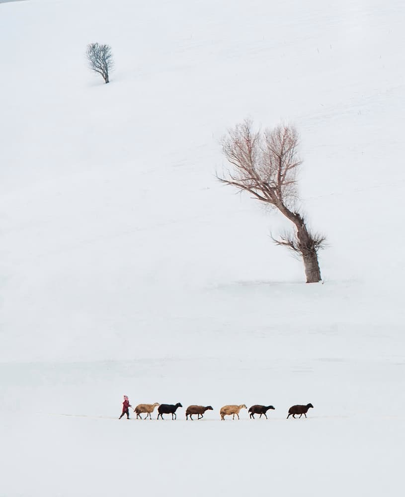 Winter Herder And Sheep by Ali Can — canvas wall art