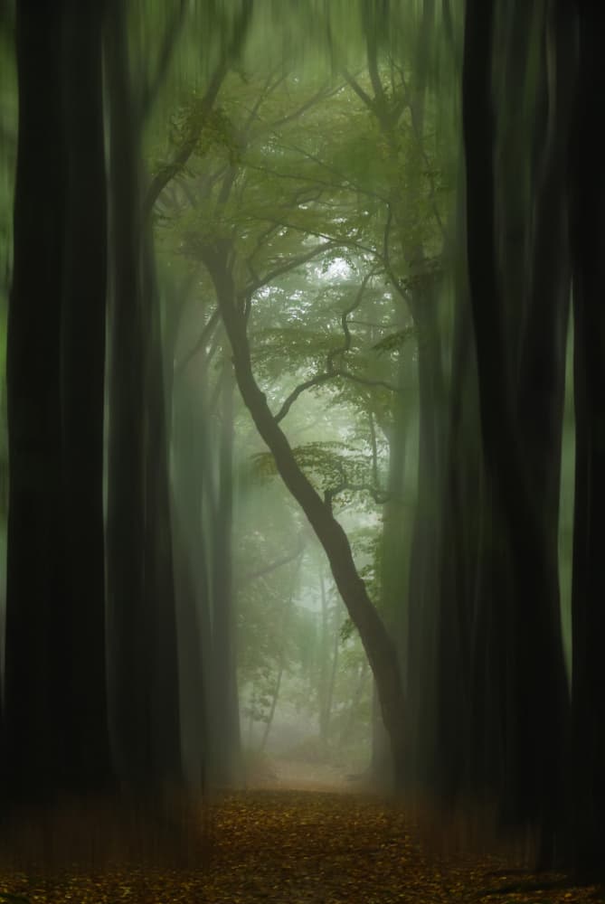 Dreamy Forest Path by Hilda van der Lee — canvas wall art