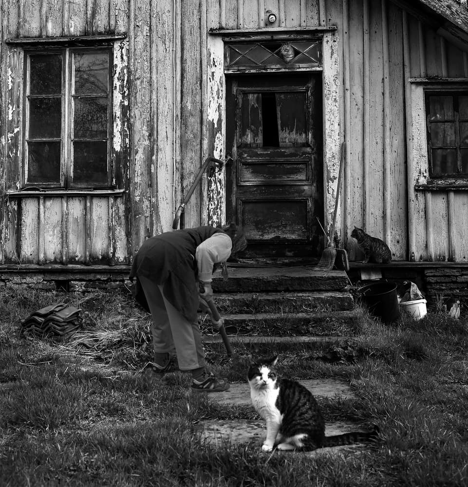 Country Chores and Cat by Clas Gustafson PRO — canvas wall art