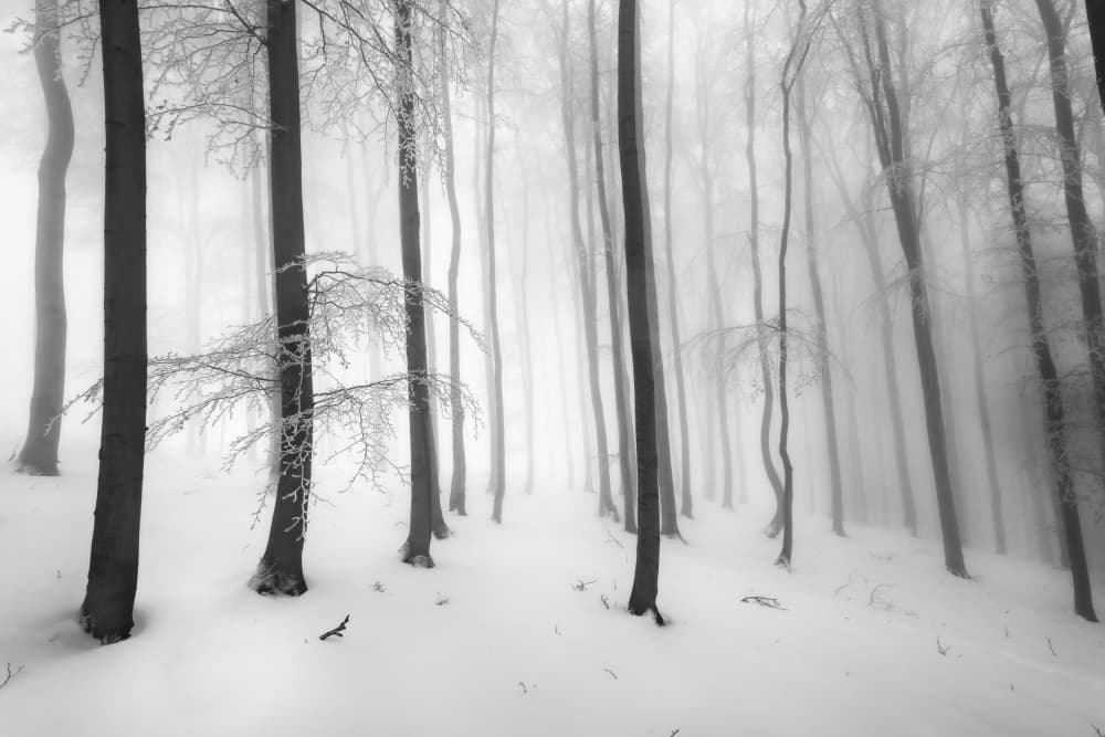 Misty Winter Woods by Tom Pavlasek — canvas wall art