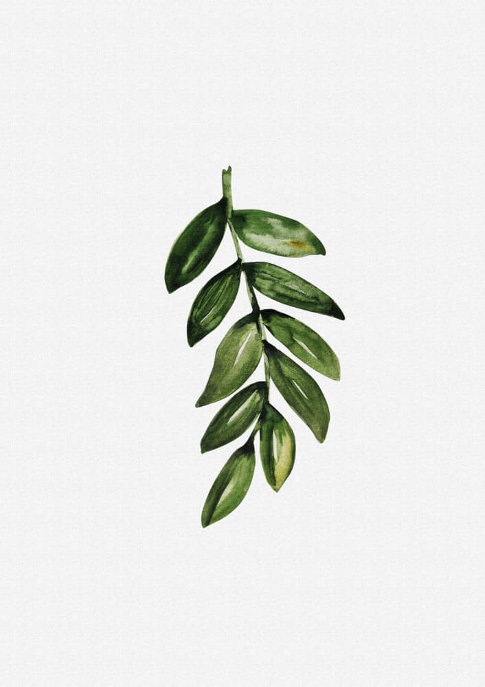 Watercolor Green Botanical Sprig by Olena Kovalova — canvas wall art
