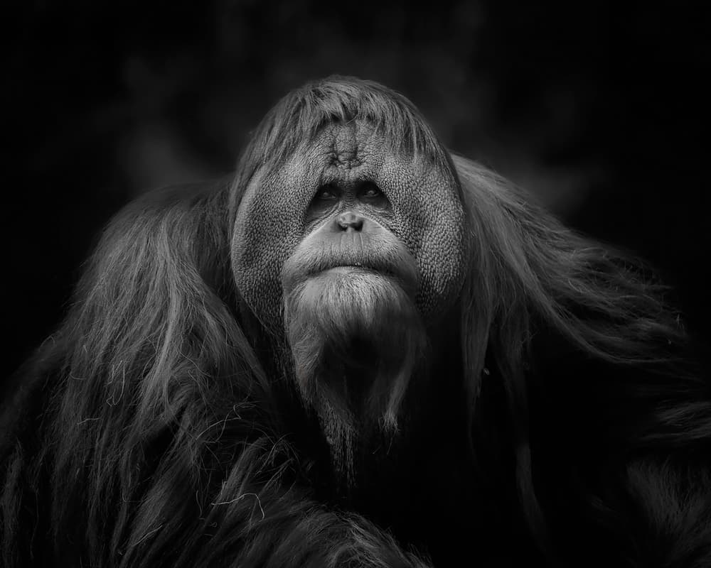 Thoughtful Orangutan Gaze by Annie Poreider — canvas wall art