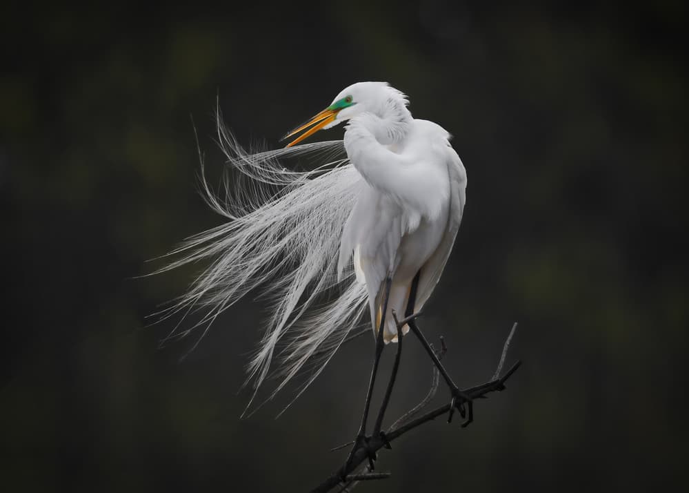 Elegant Egret Plumes by Rob Li — canvas wall art