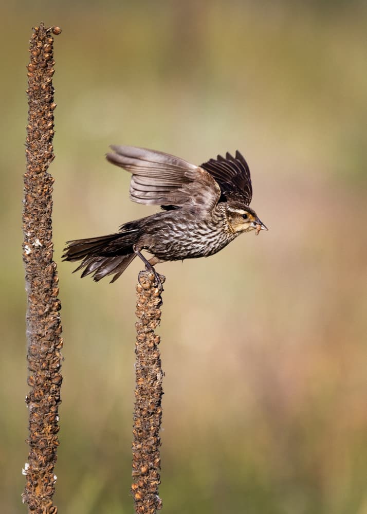 Wild Bird Taking Flight by verdon — canvas wall art