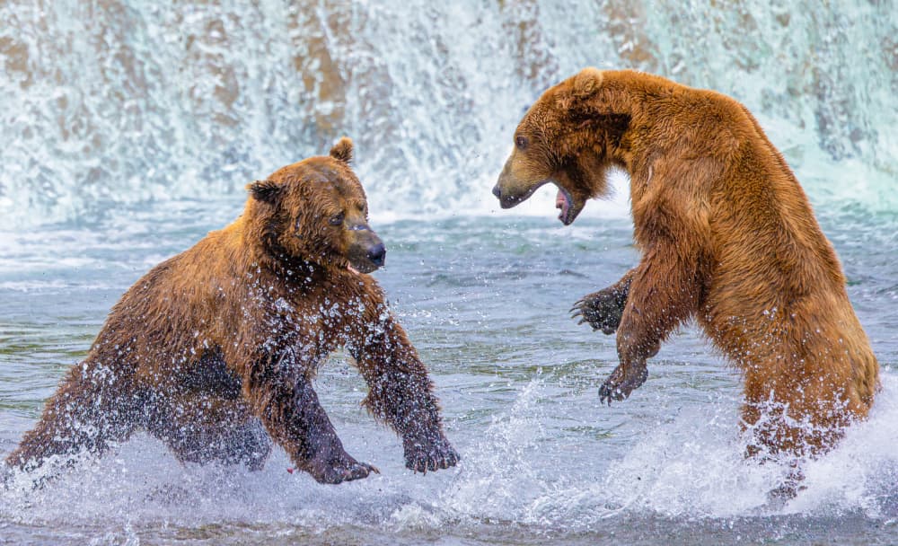 Grizzly Bear Encounter by Yanny Liu — canvas wall art