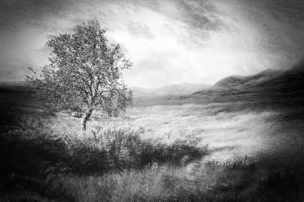 Ethereal Lone Tree by Gustav Davidsson — canvas wall art