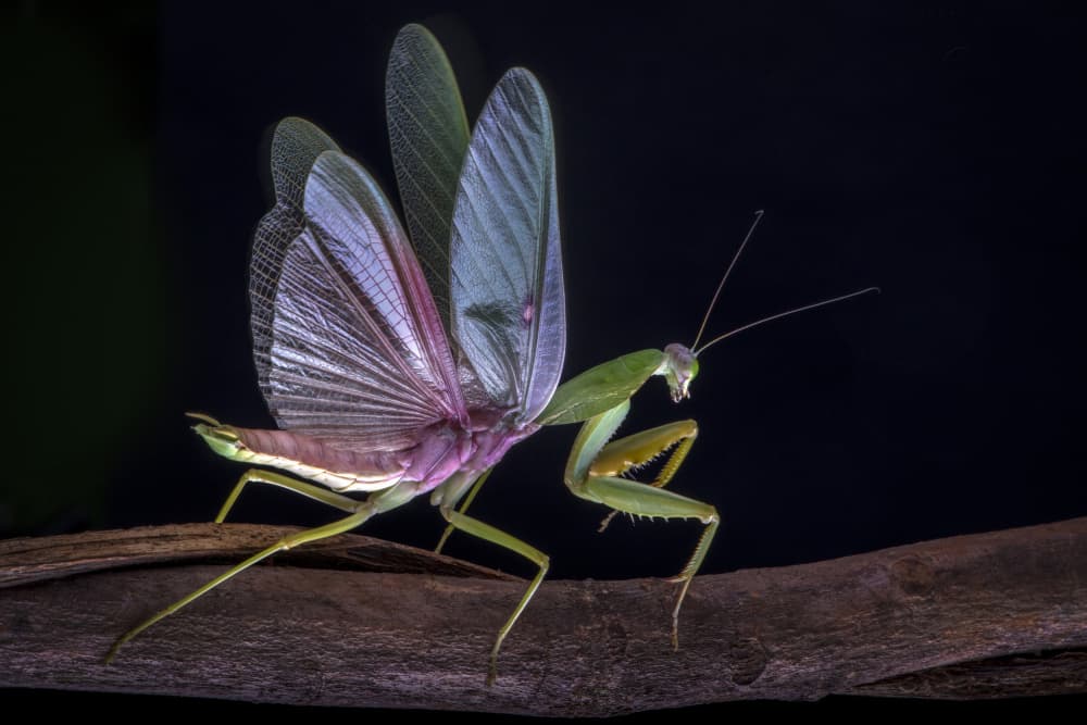 Vibrant Mantis Wings by Ajar Setiadi — canvas wall art