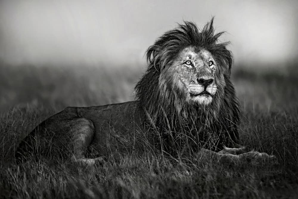 Regal Lion Gaze by Xavier Ortega — canvas wall art
