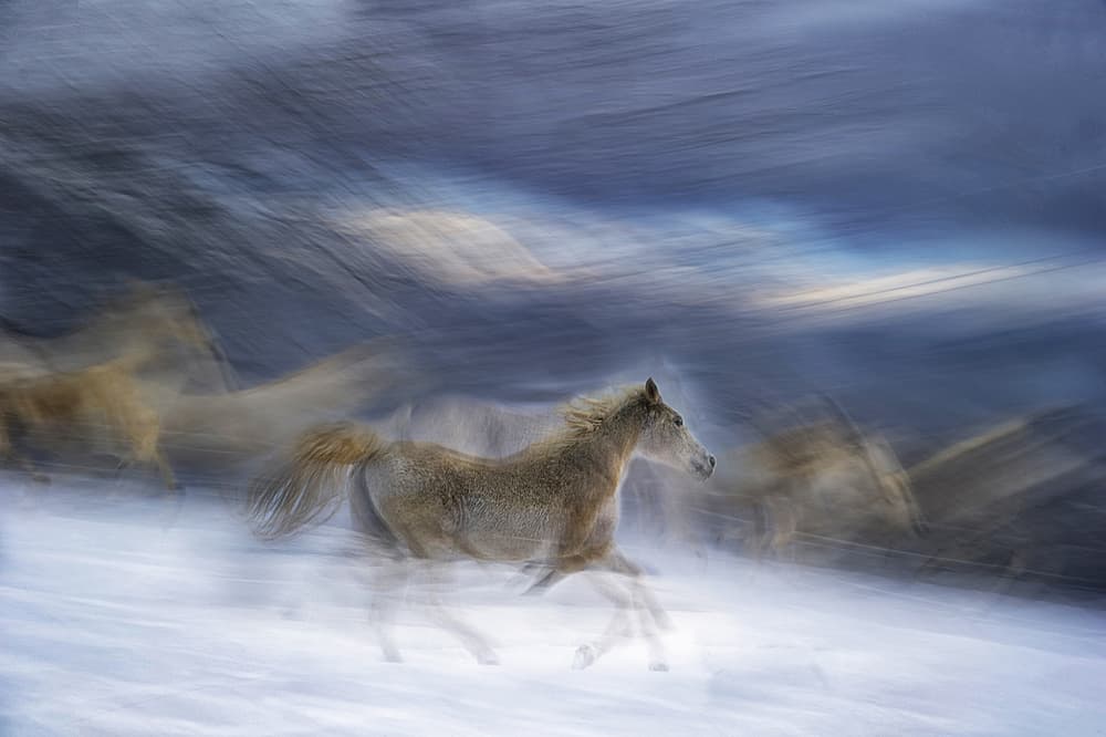 Wild Horses Winter Gallop by Milan Malovrh — canvas wall art