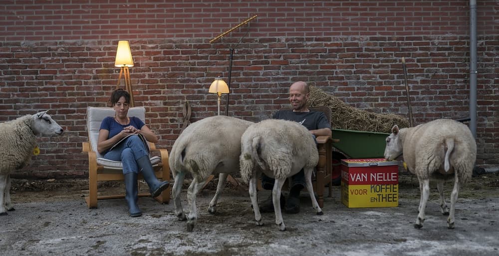 Rural Reading with Sheep by Gert van den Bosch — canvas wall art
