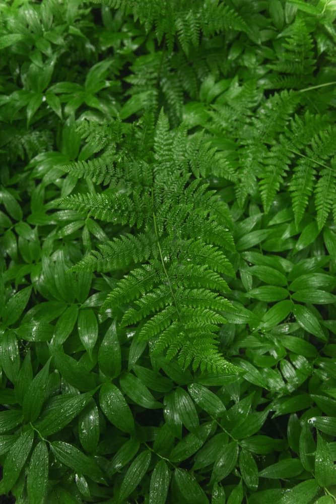 Lush Green Ferns by Lynann Colligan — canvas wall art