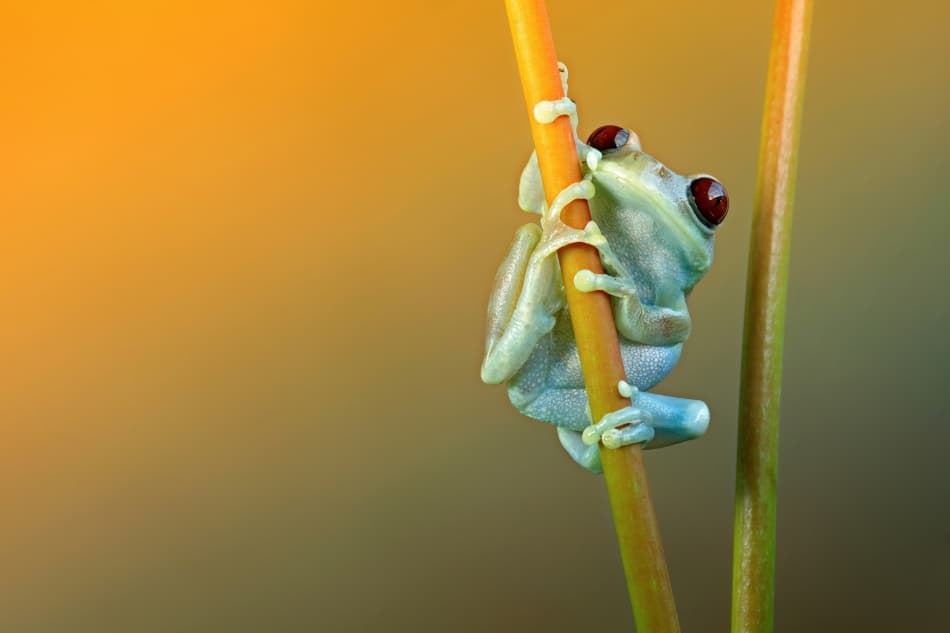 Vibrant Red-Eyed Tree Frog by Wil Mijer — canvas wall art