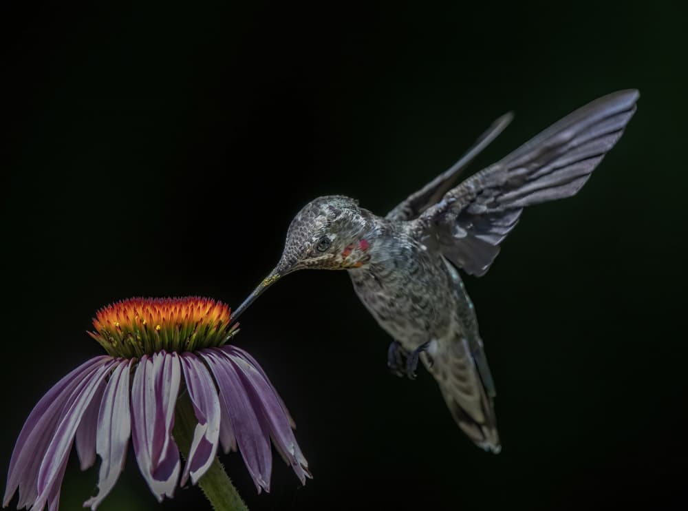 Hummingbird Nectar Feast by Judy Tseng — canvas wall art