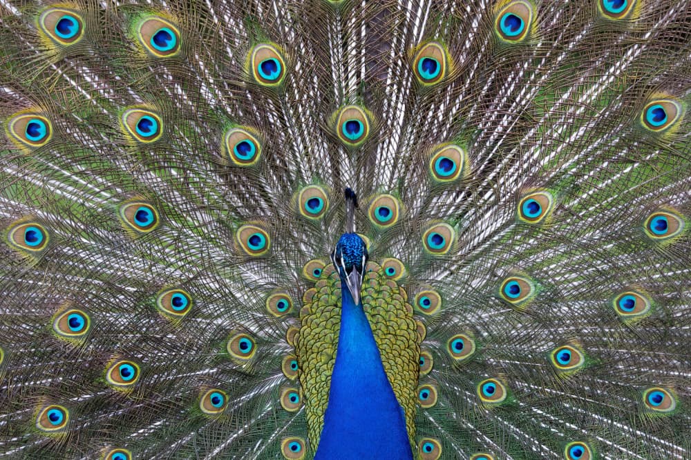 Majestic Peacock Display by Paolo Bolla — canvas wall art