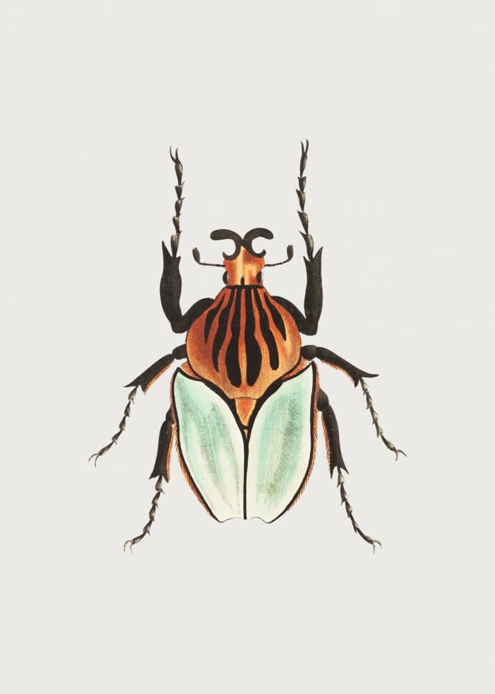 Cacique Beetle by George Shaw — canvas wall art