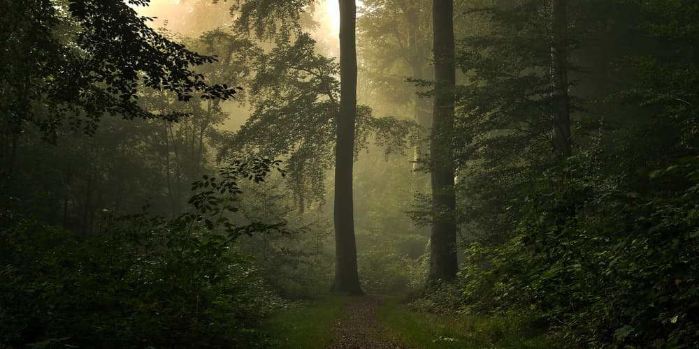 Misty Forest Path by Leif Løndal — canvas wall art