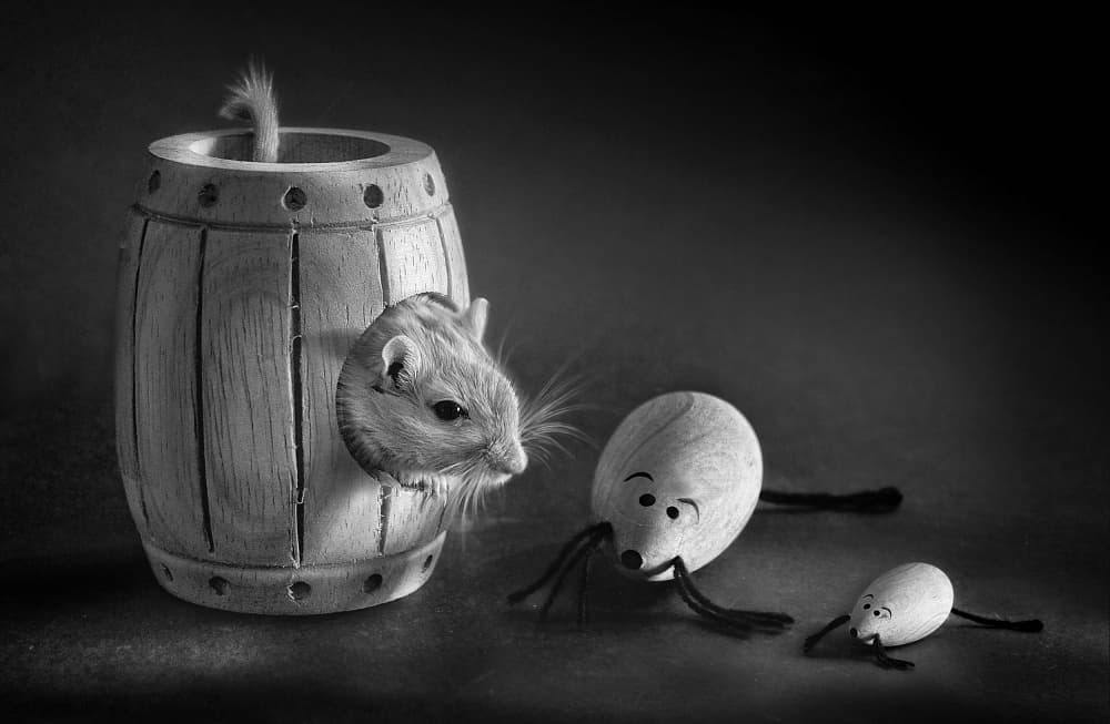 Curious Gerbil Friends by Elena Arjona — canvas wall art