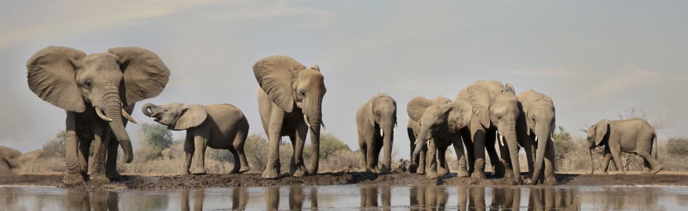 Elephants at the Watering Hole by Linda D Lester — canvas wall art