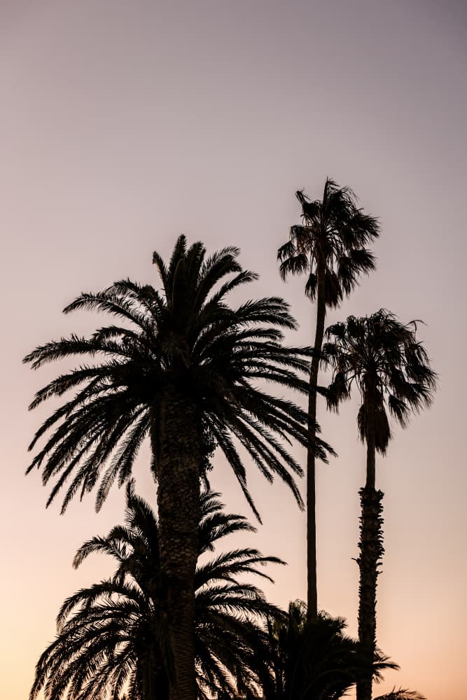 Silhouette of Palm Trees by Shot by Clint — canvas wall art