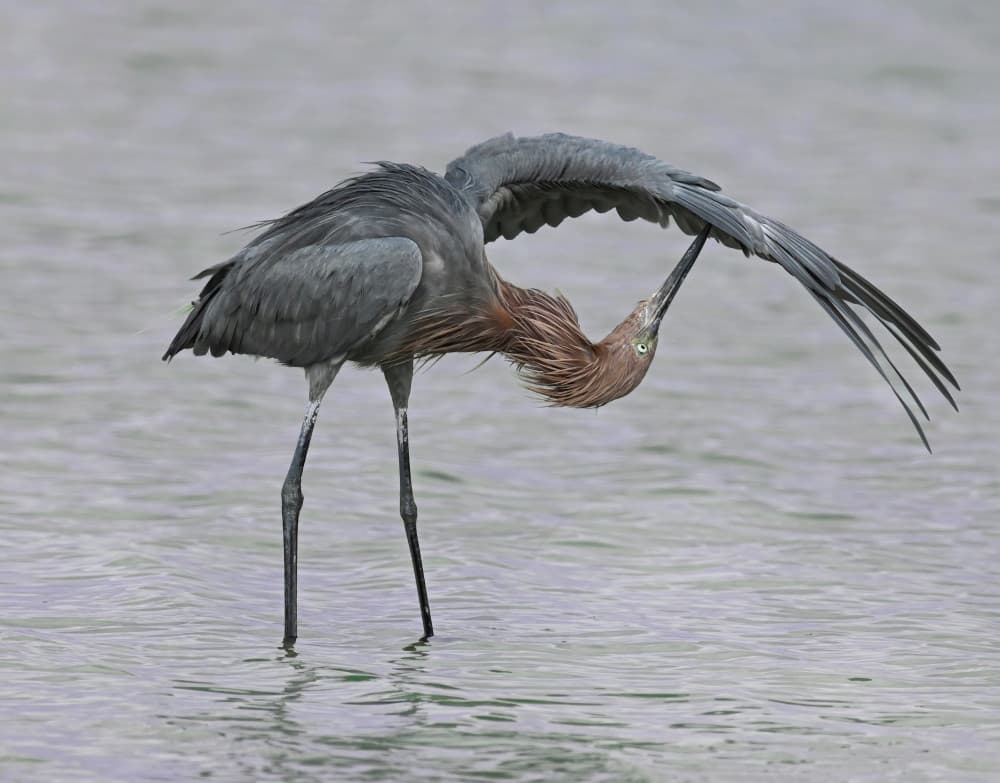 Reddish Egret Preening by Jane Lyons — canvas wall art