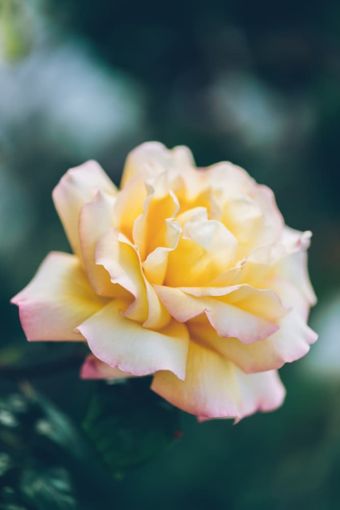 Soft Yellow Rose Bloom by Javier Pardina — canvas wall art